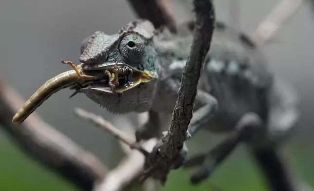 A Panther Chameleon eats an insect at London Zoo's new experience, The Secret Life of Reptiles and Amphibians ahead of its opening to the public on Friday March 29, in London, Monday, March 25, 2024. (AP Photo/Kirsty Wigglesworth)