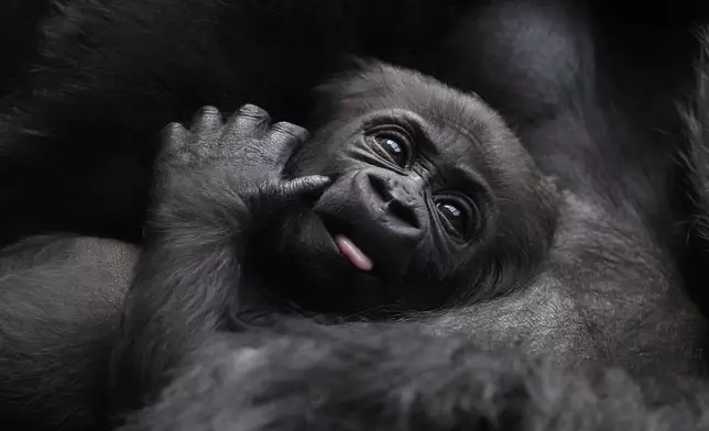 A critically endangered Western Lowland Gorilla mother holds her baby, one of two babies born at the zoo in Jan. and Feb. this year, at London Zoo in London, Monday, March 25, 2024. (AP Photo/Kirsty Wigglesworth)