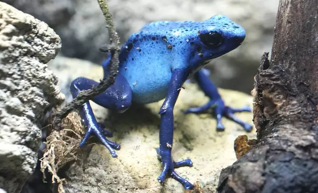 A Dyeing Poison Dart Frog at London Zoo's new experience, The Secret Life of Reptiles and Amphibians ahead of its opening to the public on Friday March 29, in London, Monday, March 25, 2024. (AP Photo/Kirsty Wigglesworth)