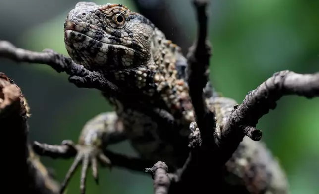 A Crocodile Lizard at London Zoo's new experience, The Secret Life of Reptiles and Amphibians ahead of its opening to the public on Friday March 29, in London, Monday, March 25, 2024. (AP Photo/Kirsty Wigglesworth)