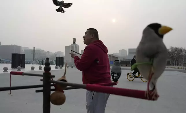 Xie Yufeng, a 39-year-old cook, opens his hand for a bird to return after throwing it into the air to catch a bead shot up, as they practise a Beijing tradition that dates back to the Qing Dynasty, outside a stadium in Beijing, Tuesday, March 26, 2024. Today, only about 50-60 people in Beijing are believed to still practice it. (AP Photo/Ng Han Guan)