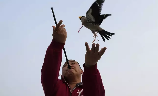 Xie Yufeng, a 39-year-old cook, throws a bird up as he shoots a bead through a tube for it to catch in mid-air, practising a Beijing tradition that dates back to the Qing Dynasty, outside a stadium in Beijing, Tuesday, March 26, 2024. Today, only about 50-60 people in Beijing are believed to still practice it. (AP Photo/Ng Han Guan)