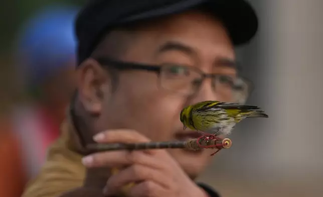 A man looks over at a bird he keeps and trains to fly around him outside a stadium in Beijing, Tuesday, March 26, 2024. Locals train birds of various types to perform different acts including catching beads shot out of a tube or opening boxes. (AP Photo/Ng Han Guan)