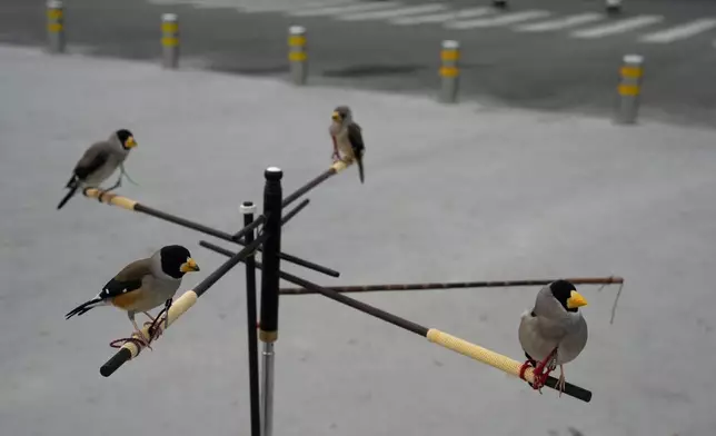 Wutong birds rest between turns catching beads shot out of a tube in mid-air, a Beijing tradition that dates back to the Qing Dynasty, outside a stadium in Beijing, Tuesday, March 26, 2024. Today, only about 50-60 people in Beijing are believed to still practice it. (AP Photo/Ng Han Guan)