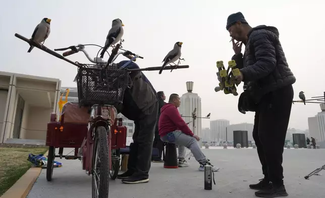 A man smokes near Wutong birds waiting for their turn to catch beads blown out of tubes, a Beijing tradition that dates back to the Qing Dynasty, outside a stadium in Beijing, Tuesday, March 26, 2024. Today, only about 50-60 people in Beijing are believed to still practice it. (AP Photo/Ng Han Guan)