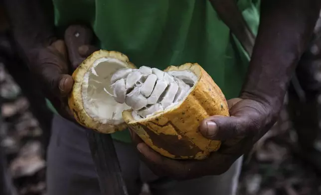 A farmer opens a Cocoa pod in Divo, West-Central Ivory Coast, November 19, 2023. Chocolate may come with a slightly bitter aftertaste this Easter. Shoppers in Europe, the United States and elsewhere are paying more for their traditional candy eggs and bunnies as changing climate patterns in West Africa take a toll on cocoa supplies and farmers (AP Photo/Sophie Garcia)