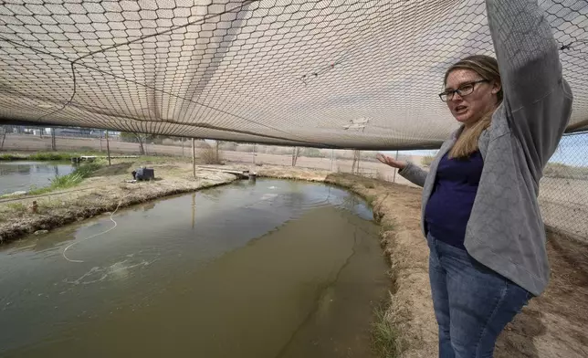 Jessica Humes, Environmental Project Manager for the Imperial Irrigation District, looks over a pond refuge for the desert pupfish, Friday, March 22, 2024, in Imperial, Calif. The Imperial Irrigation District created a plan to scale back draws from the Colorado River in a bid to preserve the waterway following years of drought. But a tiny, tough fish got in the way. The proposal to pay farmers to temporarily stop watering forage crops this summer has environmentalists concerned that irrigation drains could dry up, threatening the fish, she said. (AP Photo/Gregory Bull)