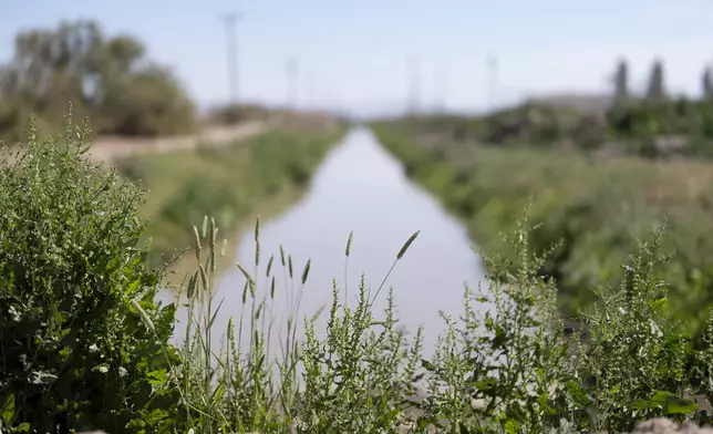 Vegetation grows along a water-filled irrigation drain leading towards the Salton Sea Friday, March 22, 2024, near Calipatria, Calif. The Imperial Irrigation District created a plan to scale back draws from the Colorado River in a bid to preserve the waterway following years of drought. But a tiny, tough fish got in the way. The proposal to pay farmers to temporarily stop watering forage crops this summer has environmentalists concerned that irrigation drains could dry up, threatening the fish, she said. (AP Photo/Gregory Bull)
