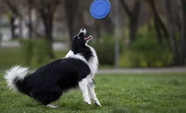 Houdini, a border collie plays with his frisbee at the City Park in Budapest, Hungary, on Wednesday, March 27, 2024. A new study in Hungary has found that beyond being able to learn how to perform commands, dogs can learn to associate words with specific objects — a relationship with language called referential understanding that had been unproven until now. (AP Photo/Denes Erdos)