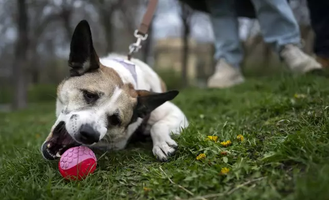 A dog plays with his ball at the City Park in Budapest, Hungary, on Wednesday, March 27, 2024. A new study in Hungary has found that beyond being able to learn how to perform commands, dogs can learn to associate words with specific objects — a relationship with language called referential understanding that had been unproven until now. (AP Photo/Denes Erdos)