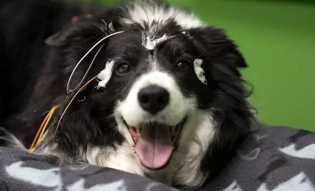 Rohan, the border collie has electrodes attached to his head during an experiment at the department of Ethology of the Eotvos Lorand University in Budapest, Hungary, on Wednesday, March 27, 2024. A new study in Hungary has found that beyond being able to learn how to perform commands, dogs can learn to associate words with specific objects — a relationship with language called referential understanding that had been unproven until now. (AP Photo/Denes Erdos)