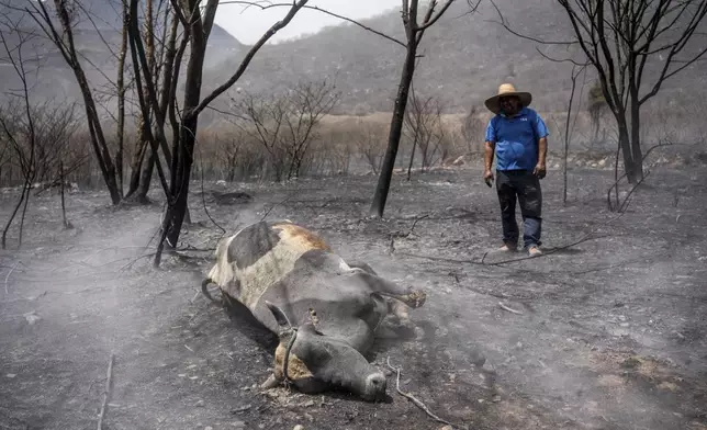 A resident looks at a dead cow burned by wildfires in Maltrata, in the High Mountains area of Veracruz state, Mexico, Monday, March 25, 2024. (AP Photo/Felix Marquez)
