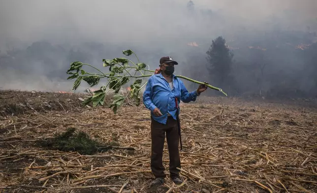 A villager works to contain wildfires in Nogales, in the High Mountains area of Veracruz state, Mexico, Monday, March 25, 2024.(AP Photo/Felix Marquez)