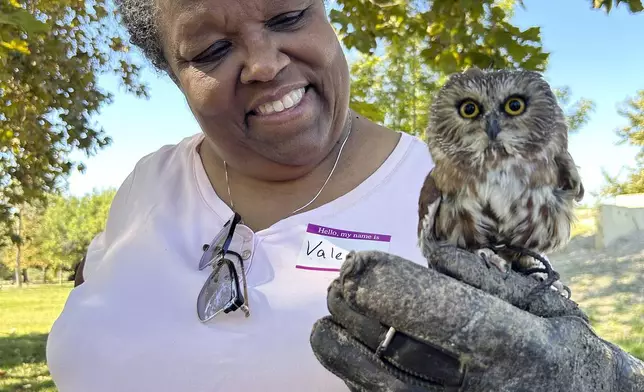 In this image provided by Valerie Richards, Valerie Richards holds a Northern Saw-Whet Owl named "Thor" during a Pasadena Audubon Society docent training program on Oct. 5, 2023, at Peck Road Water Conservation Park in Arcadia, Calif. (Courtesy Valerie Richards via AP)