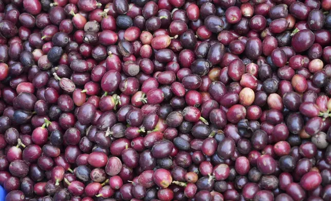 Coffee beans are seen in basket after being picked at a coffee farm in Dak Lak province, Vietnam, on Feb. 1, 2024. New European Union rules aimed at stopping deforestation are reordering supply chains. An expert said that there are going to be "winners and losers" since these rules require companies to provide detailed evidence showing that the coffee isn't linked to land where forests had been cleared. (AP Photo/Hau Dinh)