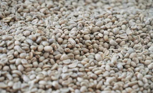 Coffee beans after being processed seen at a coffee factory in Dak Lak province, Vietnam, on Feb. 1, 2024. New European Union rules aimed at stopping deforestation are reordering supply chains. An expert said that there are going to be "winners and losers" since these rules require companies to provide detailed evidence showing that the coffee isn't linked to land where forests had been cleared. (AP Photo/Hau Dinh)