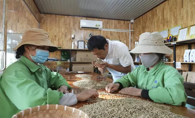 Workers sort and grade coffee beans at a coffee factory in Dak Lak province, Vietnam on Feb. 1, 2024. New European Union rules aimed at stopping deforestation are reordering supply chains. An expert said that there are going to be "winners and losers" since these rules require companies to provide detailed evidence showing that the coffee isn't linked to land where forests had been cleared. (AP Photo/Hau Dinh)