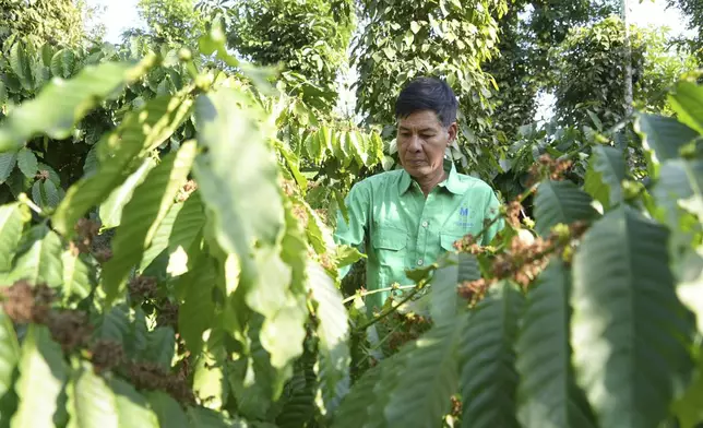 Farmer Le Van Tam tends coffee plants at a coffee farm in Dak Lak province, Vietnam on Feb. 1, 2024. New European Union rules aimed at stopping deforestation are reordering supply chains. An expert said that there are going to be "winners and losers" since these rules require companies to provide detailed evidence showing that the coffee isn't linked to land where forests had been cleared. (AP Photo/Hau Dinh)