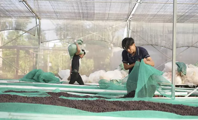 Workers dry coffee beans at a coffee factory in Dak Lak province, Vietnam on Feb. 1, 2024. New European Union rules aimed at stopping deforestation are reordering supply chains. An expert said that there are going to be "winners and losers" since these rules require companies to provide detailed evidence showing that the coffee isn't linked to land where forests had been cleared. (AP Photo/Hau Dinh)