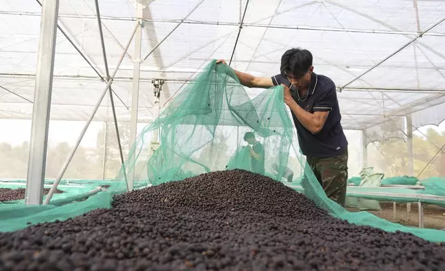 Workers dry coffee beans at a coffee factory in Dak Lak province, Vietnam, on Feb. 1, 2024. New European Union rules aimed at stopping deforestation are reordering supply chains. An expert said that there are going to be "winners and losers" since these rules require companies to provide detailed evidence showing that the coffee isn't linked to land where forests had been cleared. (AP Photo/Hau Dinh)