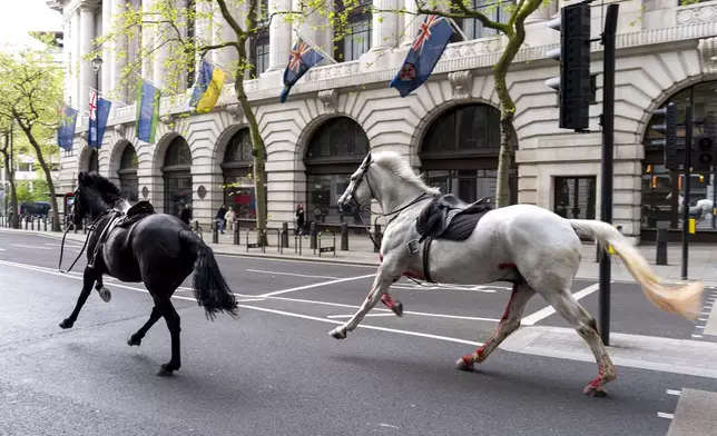 Two horses on the loose bolt through the streets of London near Aldwych, on Wednesday April 24, 2024. (Jordan Pettitt/PA via AP)