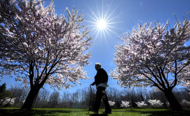 A woman walks past flowering cherry trees in Centennial Park, in Toronto, Monday, April 22, 2024. (Frank Gunn/The Canadian Press via AP)