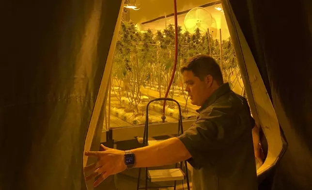 FILE - Joseph DuPuis, co-founder of Doc &amp; Yeti Urban Farms, a licensed cannabis producer, looks out into a growing area in Tumwater, Wash., March 15, 2023. Marijuana advocates are gearing up for Saturday, April 20, 2024. Known as 4/20, marijuana's high holiday is marked by large crowds gathering in parks, at festivals and on college campuses to smoke together. Medical marijuana is now legal in 38 states. (AP Photo/Eugene Johnson, File)