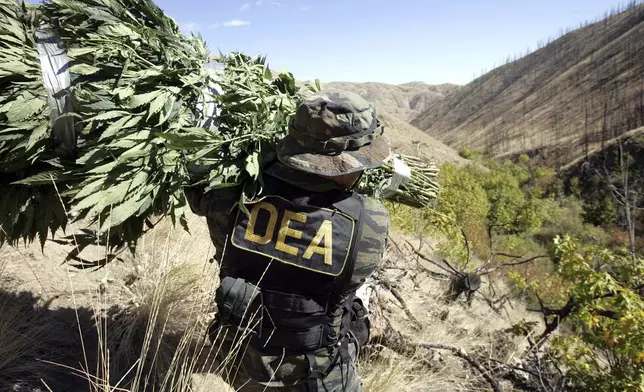 FILE - A Drug Enforcement Administration agent shoulders a bundle of marijuana plants down a steep slope after working with other law enforcement officers to clear a patch of the plants from national forest land near Entiant, Wash., Sept. 20, 2005. Police confiscated 465 marijuana plants at the so-called "garden," a small find compared to the thousands of other plants confiscated on some other busts in the area. (AP Photo/Elaine Thompson, File)