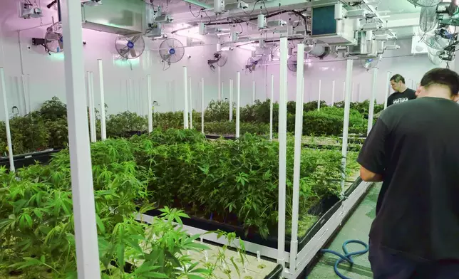 FILE - Caretakers oversee a grow room for medical marijuana at ShowGrow, a medical marijuana dispensary in Los Angeles, April 20, 2017. Marijuana advocates are gearing up for Saturday, April 20, 2024. Known as 4/20, marijuana's high holiday is marked by large crowds gathering in parks, at festivals and on college campuses to smoke together. This year, activists can reflect on how far the movement has come. (AP Photo/Richard Vogel, File)