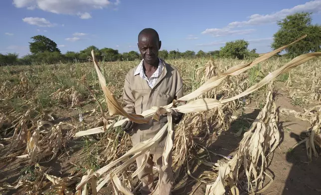 James Tshuma, a small scale farmer, holds a dried up maize crop in his field in Mangwe district, Zimbabwe, Friday, March 22, 2024. Tshuma has lost hope of harvesting anything from his fields. But a patch of green vegetables is thriving in a small garden the 65-year-old is keeping alive with homemade organic manure and fertilizer. (AP Photo/Tsvangirayi Mukwazhi)