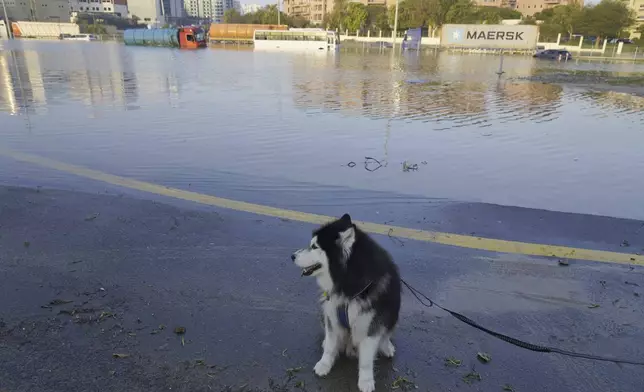 Skye, a Husky dog, sits near floodwater in Dubai, United Arab Emirates, Thursday, April 18, 2024. The United Arab Emirates attempted to dry out Thursday from the heaviest rain the desert nation has ever recorded, a deluge that flooded out Dubai International Airport and disrupted flights through the world's busiest airfield for international travel. (AP Photo/Jon Gambrell)