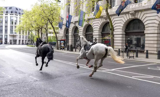 Two horses on the loose bolt through the streets of London near Aldwych, on Wednesday April 24, 2024. (Jordan Pettitt/PA via AP)