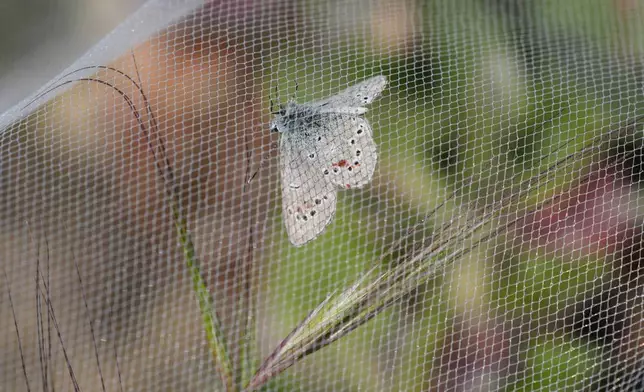 A silvery blue butterfly, the closest relative to the extinct Xerces blue butterfly, is seen under netting after its release in the Presidio's restored dune habitat in San Francisco, Thursday, April 11, 2024. (AP Photo/Eric Risberg)