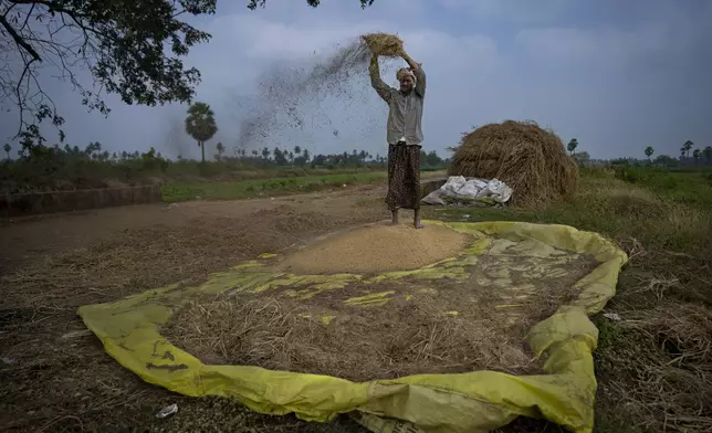 A farmer separates chaff from wheat grains in Aremanda village in Guntur district of southern India's Andhra Pradesh state, Sunday, Feb. 11, 2024. (AP Photo/Altaf Qadri)