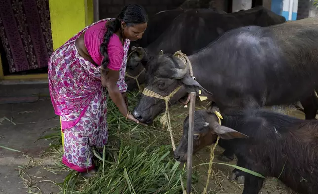 M Jojiamma, a natural farmer, feeds buffaloes at her house in Pedavuppudu village, Guntur district of southern India's Andhra Pradesh state, Monday, Feb. 12, 2024. The area has become a positive example of the benefits of natural farming, a process of using organic matter as fertilizers and pesticides that makes crops more resilient to bad weather. (AP Photo/Altaf Qadri)