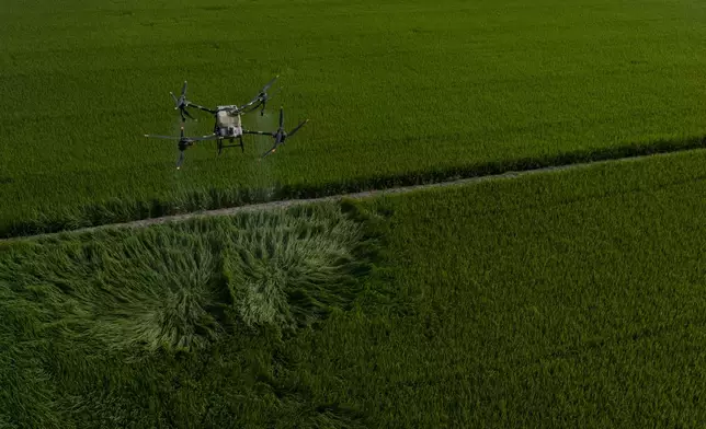 A large drone carrying fertilizer flies over Vo Van Van's rice fields in Long An province in southern Vietnam's Mekong Delta, Tuesday, Jan. 23, 2024. Using less water and using a drone to fertilize are new techniques that Van is trying and Vietnam hopes will help solve a paradox at the heart of growing rice: The finicky crop isn't just vulnerable to climate change but also contributes uniquely to it. (AP Photo/Jae C. Hong)