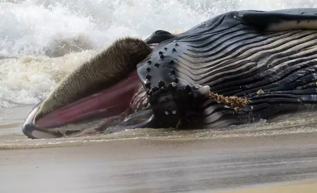 Waves crash around a dead humpback whale that washed ashore on Long Beach Township in New Jersey's Long Beach Island on Thursday, April 11, 2024. There was no immediate indication of what killed the whale. (AP Photo/Wayne Parry)