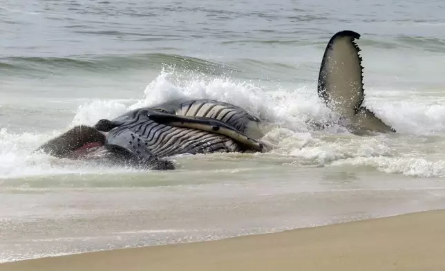 Waves crash around a dead humpback whale that washed ashore on Long Beach Township in New Jersey's Long Beach Island on April 11, 2024. There was no immediate indication of what killed the whale. (AP Photo/Wayne Parry)