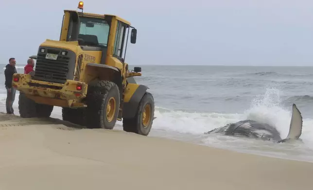 Workers consider how to remove a dead humpback whale that washed ashore on Long Beach Township in New Jersey's Long Beach Island on April 11, 2024. There was no immediate indication of what killed the whale. (AP Photo/Wayne Parry)