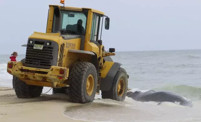 A worker uses a front-end loader to approach a dead humpback whale in the surf in Long Beach Township on New Jersey's Long Beach Island on Thursday, April 11, 2024. On Friday, a marine animal rescue group that examined the animal said it sustained numerous blunt force injuries including a fractured skull. (AP Photo/Wayne Parry)