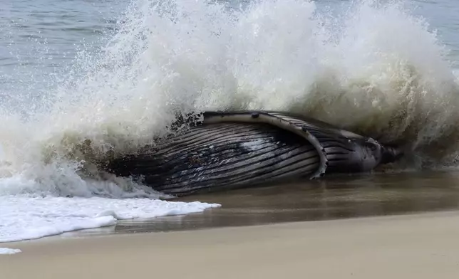 A wave crashes around a dead humpback whale in Long Beach Township on New Jersey's Long Beach Island on Thursday, April 11, 2024. On Friday, a marine animal rescue group that examined the animal said it sustained numerous blunt force injuries including a fractured skull. (AP Photo/Wayne Parry)