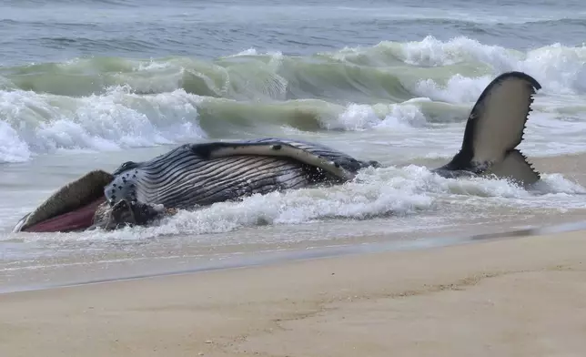 A dead humpback whale rolls in the surf in Long Beach Township on New Jersey's Long Beach Island on Thursday, April 11, 2024. On Friday, a marine animal rescue group that examined the animal said it sustained numerous blunt force injuries including a fractured skull. (AP Photo/Wayne Parry)