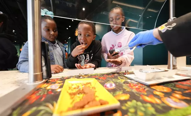 Children from the Woodmere Elementary School, of Harvey, La., line up to taste cooked insects at the Audubon Insectarium in New Orleans, Wednesday, April 17, 2024. (AP Photo/Gerald Herbert)