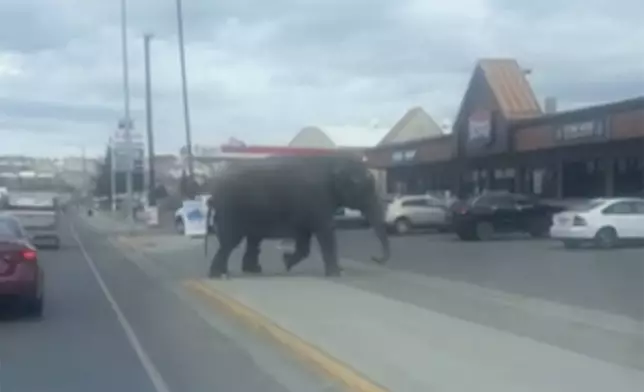 This image provided by Olivia LaBeau shows an escaped elephant crossing the road in Butte, Mont., on Tuesday, April 17, 2024. The sound of a vehicle backfiring spooked a circus elephant while she was getting a pre-show bath leading the pachyderm to break through a fence and take a brief walk, stopping noontime traffic on the city's busiest street before before being loaded back into a trailer.(Olivia LaBeau via AP)