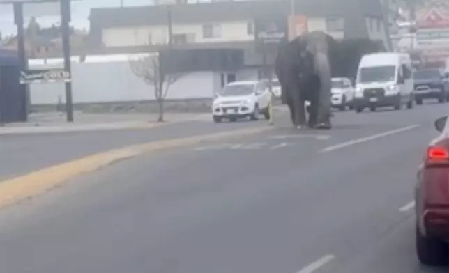 This image provided by Olivia LaBeau shows an escaped elephant crossing the road in Butte, Mont., on Tuesday, April 17, 2024. The sound of a vehicle backfiring spooked a circus elephant while she was getting a pre-show bath leading the pachyderm to break through a fence and take a brief walk, stopping noontime traffic on the city's busiest street before before being loaded back into a trailer. (Olivia LaBeau via AP)
