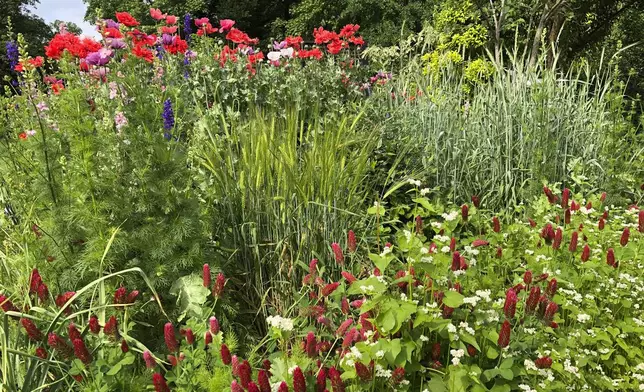 This undated image provided by Brie Arthur shows a spring cottage garden border in Fuquay-Varina, North Carolina, where a edible barley, wheat and buckwheat grow alongside poppies, larkspur and crimson clover. (Brie Arthur via AP)