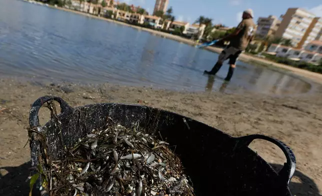 FILE - A man collects dead fish that have appeared by the shore of the Isle of Ciervo off La Manga, part of the Mar Menor lagoon in Murcia, Spain, Aug. 19, 2021. Teresa Vicente, a professor who helped save the lagoon, is one of the winners of the Goldman Environmental Prize, known as the “Green Nobel" and announced on Monday, April 29. (Edu Botella/Europa Press via AP, File)