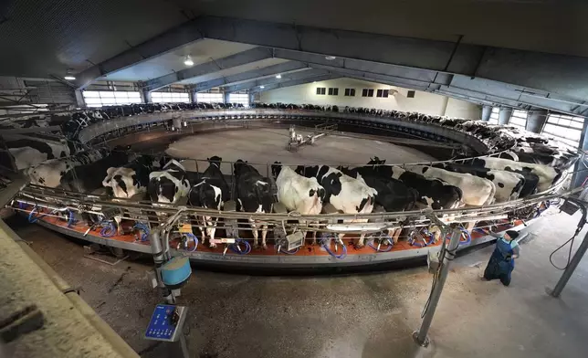 A worker tends to cows in the milking parlor at the Flood Brothers Farm, Monday, April 1, 2024, in Clinton, Maine. Foreign-born workers make up fully half the farm's staff of nearly 50, feeding the cows, tending crops and helping collect the milk — 18,000 gallons every day. (AP Photo/Robert F. Bukaty)