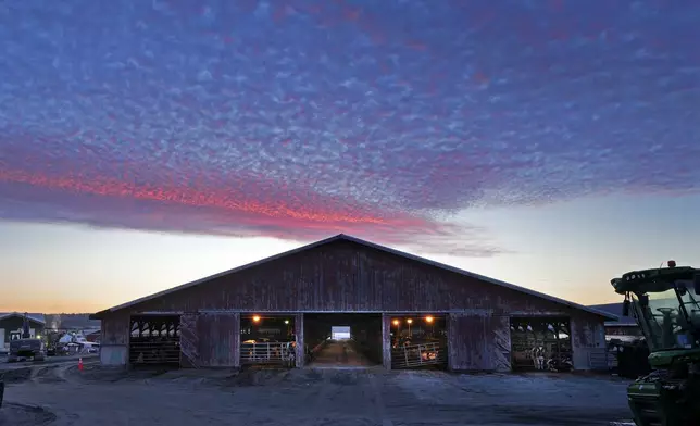 Dawn light colors the sky over a dairy cow barn at the Flood Brothers Farm, Monday, April 1, 2024, in Clinton, Maine. Foreign-born workers make up fully half the farm's staff of nearly 50, feeding the cows, tending crops and helping collect the milk — 18,000 gallons every day. (AP Photo/Robert F. Bukaty)