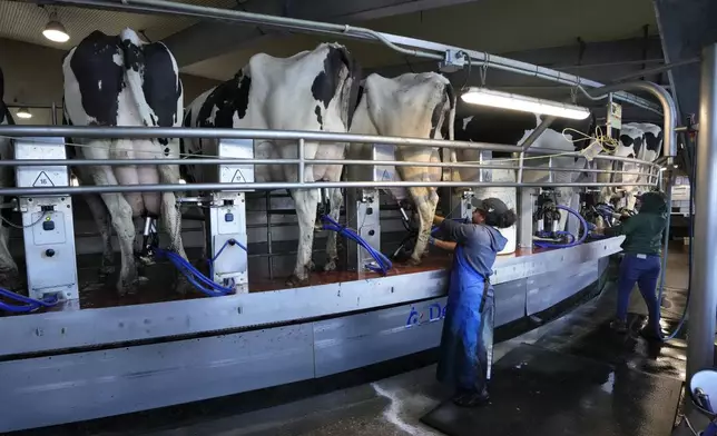 Workers tend to cows in the milking parlor at the Flood Brothers Farm, Monday, April 1, 2024, in Clinton, Maine. Foreign-born workers make up fully half the farm's staff of nearly 50, feeding the cows, tending crops and helping collect the milk — 18,000 gallons every day. (AP Photo/Robert F. Bukaty)